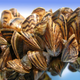 Zebra mussels